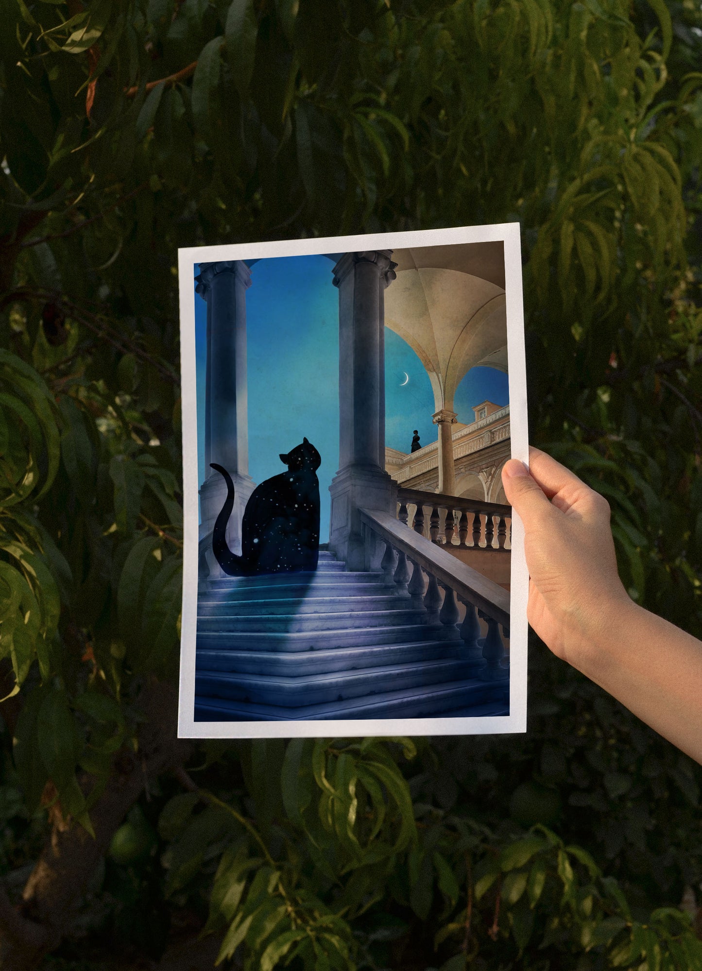 Midnight Cat 2